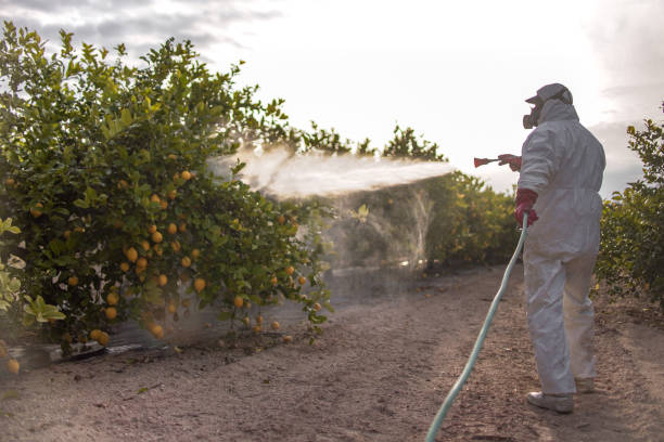 Best Insect Control  in Windham, OH